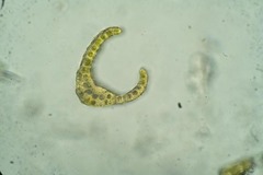 Dicranum elongatum
