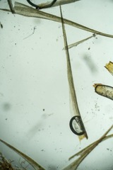 Dicranum elongatum