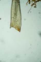 Dicranum elongatum