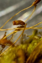 Dicranum elongatum
