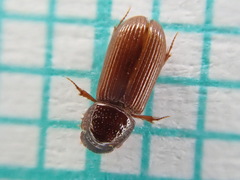 Pleurophorus