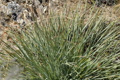 Aciphylla squarrosa squarrosa