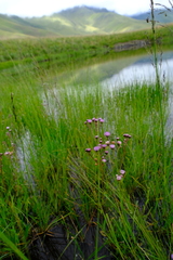 Senecio polyodon polyodon