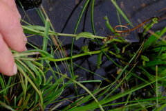 Senecio polyodon polyodon