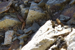 Dichromodes sphaeriata