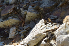 Dichromodes sphaeriata