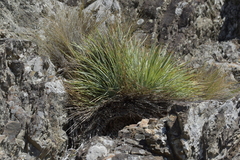 Aciphylla squarrosa squarrosa