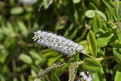 Veronica stricta macroura