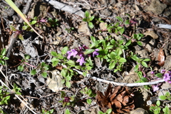Thymus evenkiensis