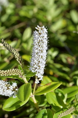 Veronica stricta macroura