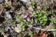 Thymus evenkiensis