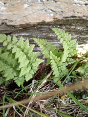 Cystopteris tasmanica