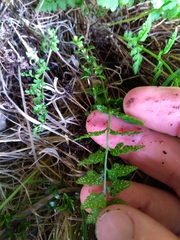 Cystopteris tasmanica