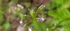 Lobelia cliffortiana
