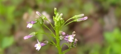 Lobelia cliffortiana