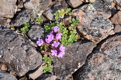 Thymus extremus