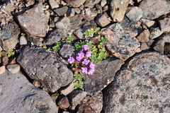 Thymus extremus