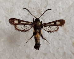 Pyropteron atypicum