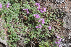 Thymus extremus