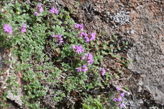 Thymus extremus
