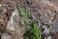 Thymus extremus