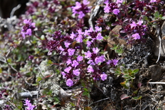 Thymus indigirkensis