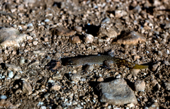 Saurodactylus mauritanicus