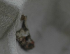 Charanyca trigrammica