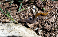 Saurodactylus mauritanicus