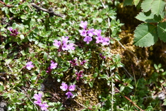 Thymus putoranicus
