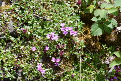 Thymus putoranicus