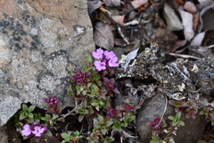 Thymus putoranicus