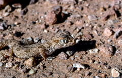 Stenodactylus mauritanicus