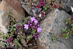 Thymus putoranicus