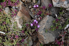 Thymus putoranicus