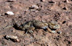 Stenodactylus mauritanicus