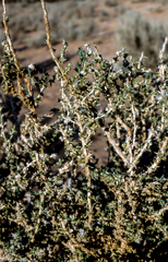 Cornulaca monacantha