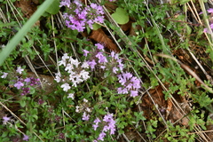 Thymus putoranicus