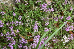 Thymus putoranicus