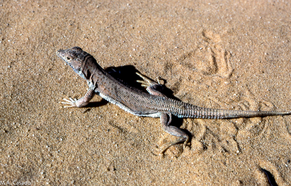 Taghit Fringed-Toed Lizard