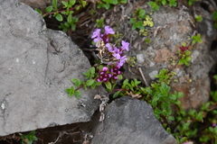 Thymus putoranicus