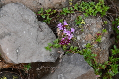 Thymus putoranicus