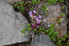 Thymus putoranicus