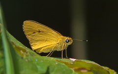 Cupitha purreea