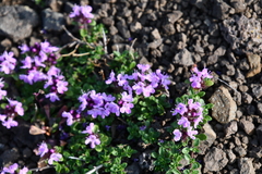 Thymus putoranicus