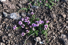 Thymus putoranicus