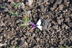 Thymus putoranicus