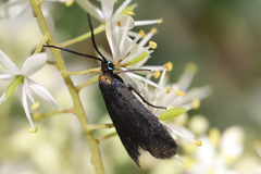 Pollanisus subdolosa