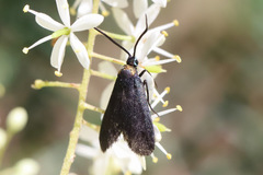 Pollanisus subdolosa