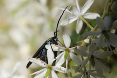 Pollanisus subdolosa